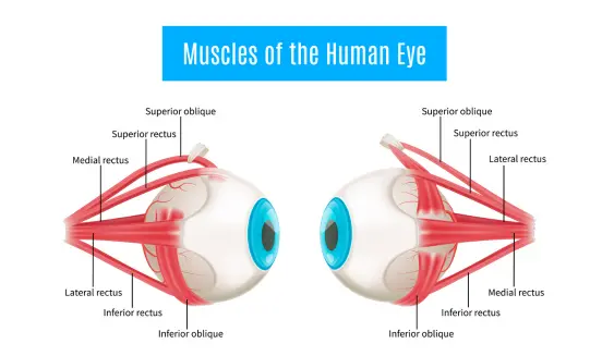 A comparison image of a clear vision and a vision blurred by cataracts.